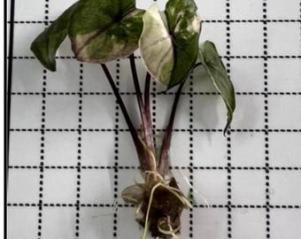 Alocasia serendipity rosa variegada, cultivo de tejidos - envío en 2-3 semanas