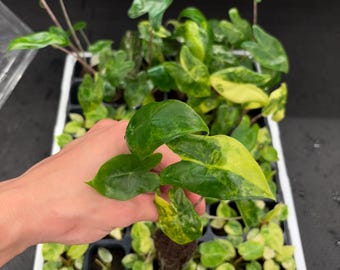Alocasia Zebrina aurea variegada, plántula de iniciación, elección del cultivador