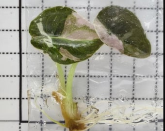 May include: A variegated Alocasia plant cutting with two heart-shaped leaves featuring dark green and light pink patterns. The plant has light green stems and a cluster of white roots, all encased in a clear plastic bag against a grid background.
