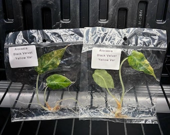 Alocasia Black Velvet Gold variegada - envío en 3-4 semanas, selección de cultivadores, cultivo de tejidos raro