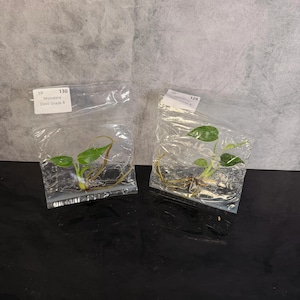 May include: Two clear plastic bags containing small green Monstera plant cuttings with visible roots. The left bag has a white label reading 1P 130 Monstera Devil Grade B, and the right bag has a white label reading 1P 129 Monstera Devil Grade B.