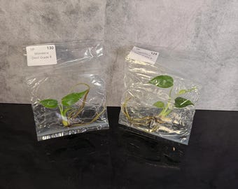 Monstera devil monster Grade B TC - will show variegation in later growth