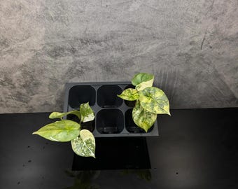 Alocasia Silver Dragon Aurea variegada *planta inicial a elección del cultivador