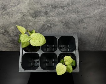 Anthurium menta fénix oscura variegada *planta inicial a elección del cultivador