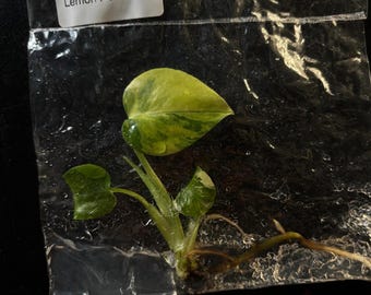 Monstera Pom Pom variegada - envío en 3-4 semanas elección del cultivador cultivo de tejidos raros