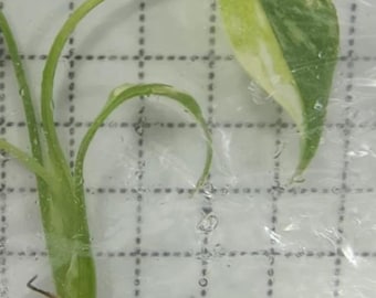 Monstera Tri Color Miracle TC - Pre-pedido, envío en 2-3 semanas