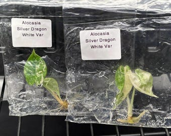 Alocasia silver dragon albo variegada - envío en 3-4 semanas, selección de cultivadores, cultivo de tejidos raros