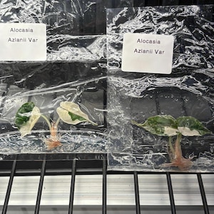Alocasia Azlanii pink variegated - ships in 3-4 weeks growers choice rare tissue culture