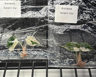 Alocasia Azlanii rosa variegada - envío en 3-4 semanas, selección de cultivadores, cultivo de tejidos raro