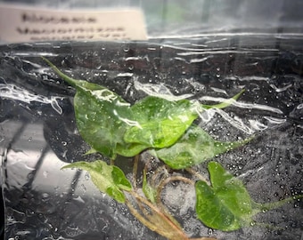 Alocasia stingray aurea variegada - envío en 3-4 semanas, selección de cultivadores, cultivo de tejidos raro