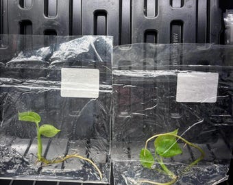 Monstera limón lima (amarillo intenso) - envío en 3-4 semanas, selección del cultivador, cultivo de tejidos raro