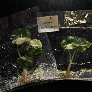 Alocasia regal shield albo - ships in 3-4 weeks growers choice rare tissue culture