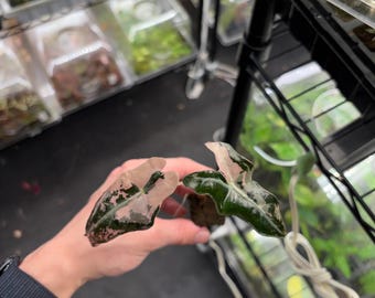 Nobilis pink variegated starter plug *growers choice