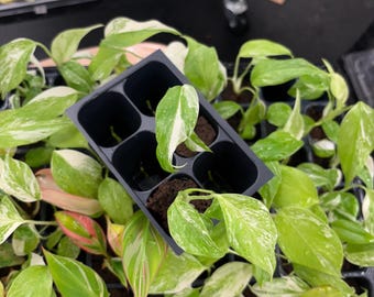 Monstera albo variegada *planta inicial a elección del cultivador
