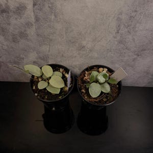 Hoya Gray Fairy - Etsy