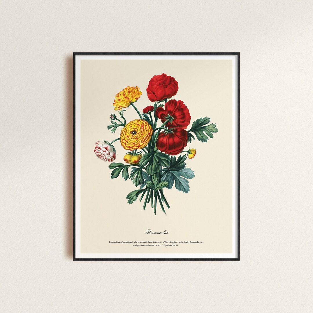 Antique Flower Print Collection, Vintage, Flower Poster, Digital