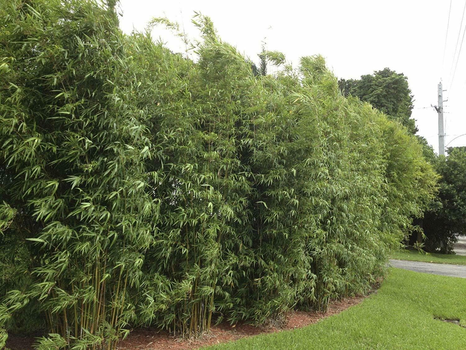 Bamboo Golden Goddess Hedge Live Plants Bambusa Multiplex Etsy