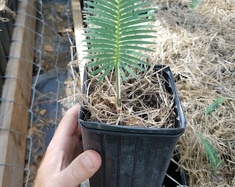 Dioon edule Seedling Chestnut Dioon Palm plant - Cycad Cycas encephalartos