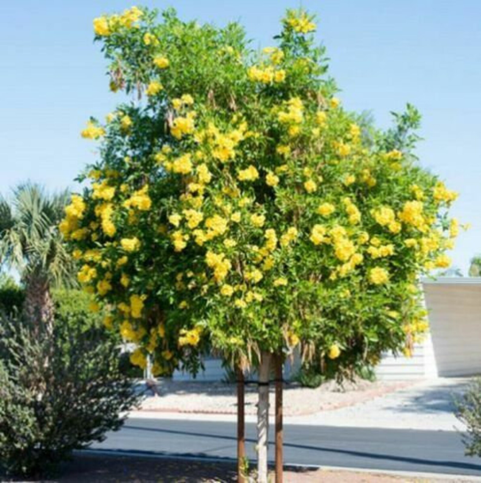1 Starter Plant SUN TRUMPET yellow Campsis Radicans