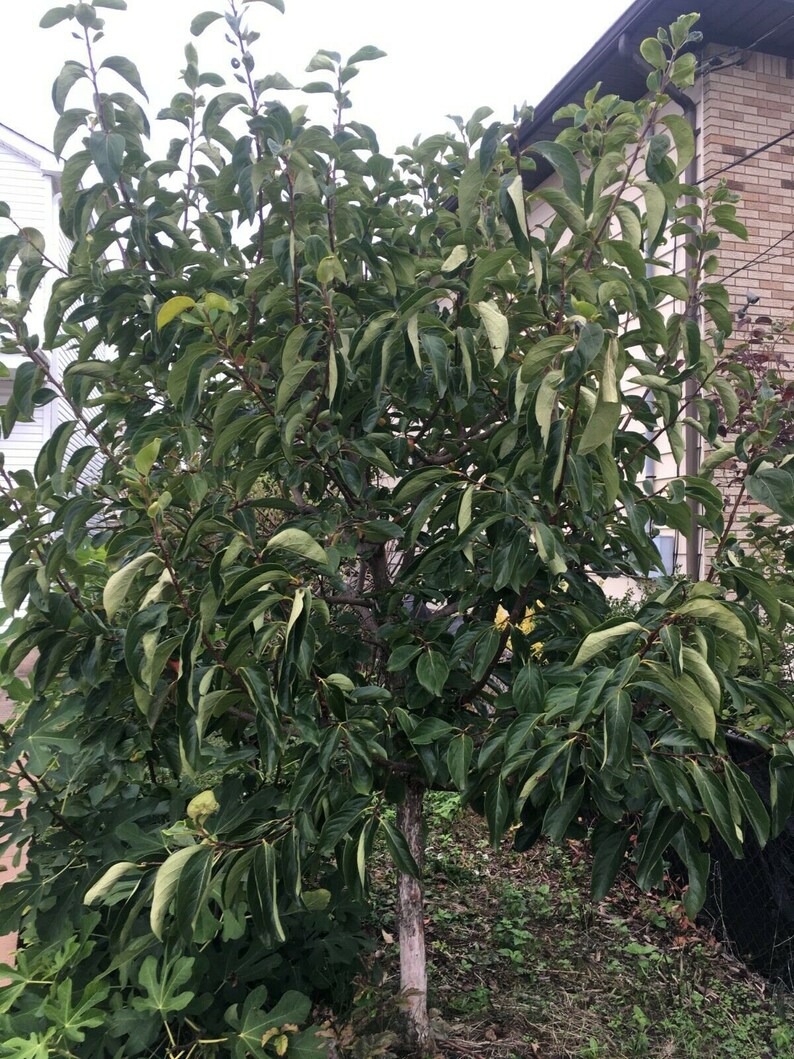 GIANT FUYU Japanese Persimmon Scion Cuttings From New Jersey | Etsy