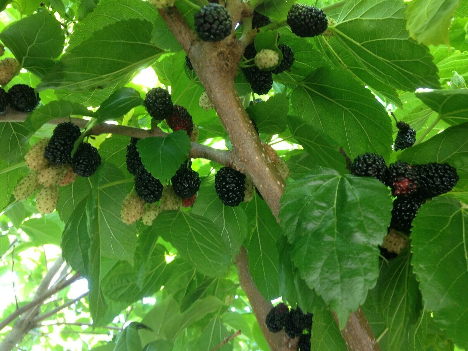 Black mulberry tree or cuttings ShangriLa zone 6 organic Etsy