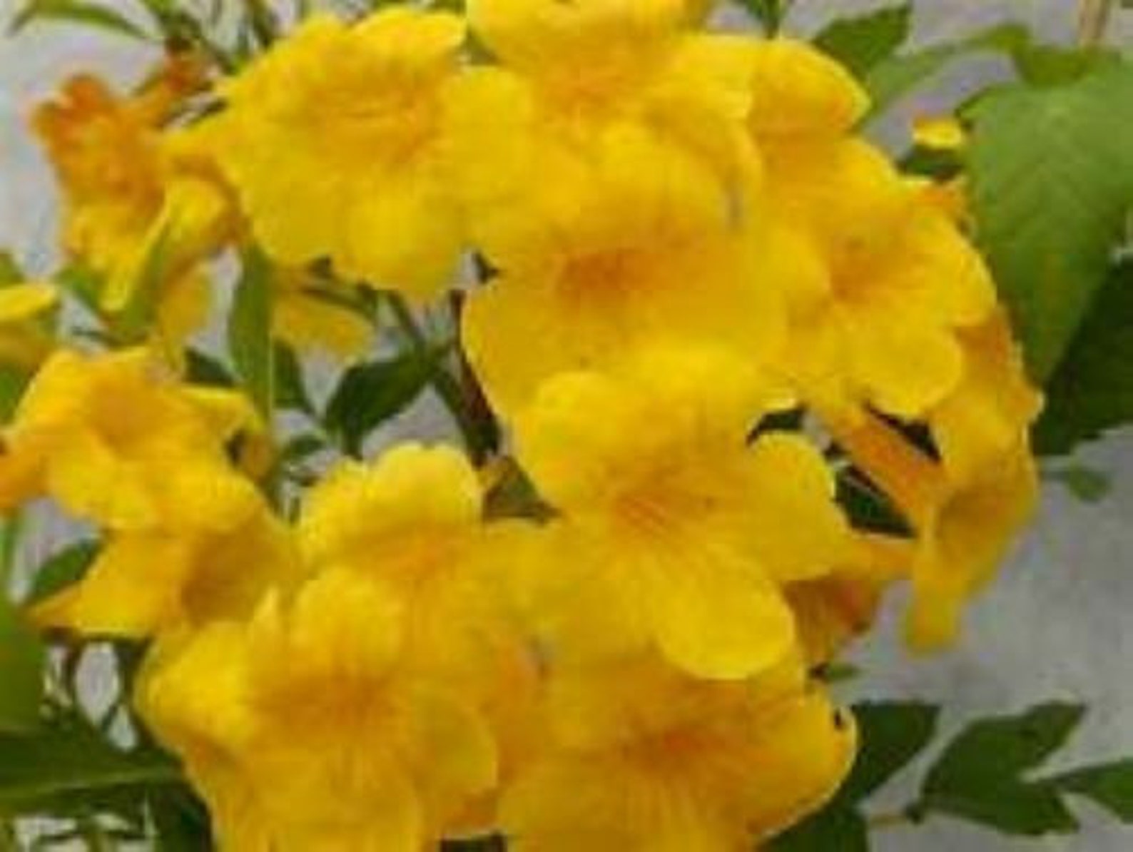 1 Starter Plant SUN TRUMPET yellow Campsis Radicans Etsy