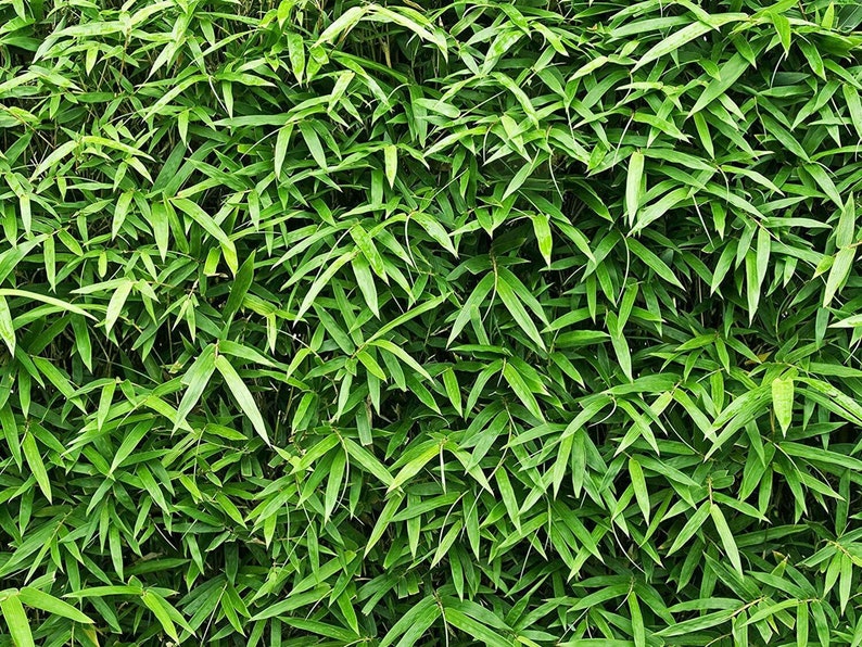 Bamboo Golden Goddess Hedge Live Plants Bambusa Multiplex