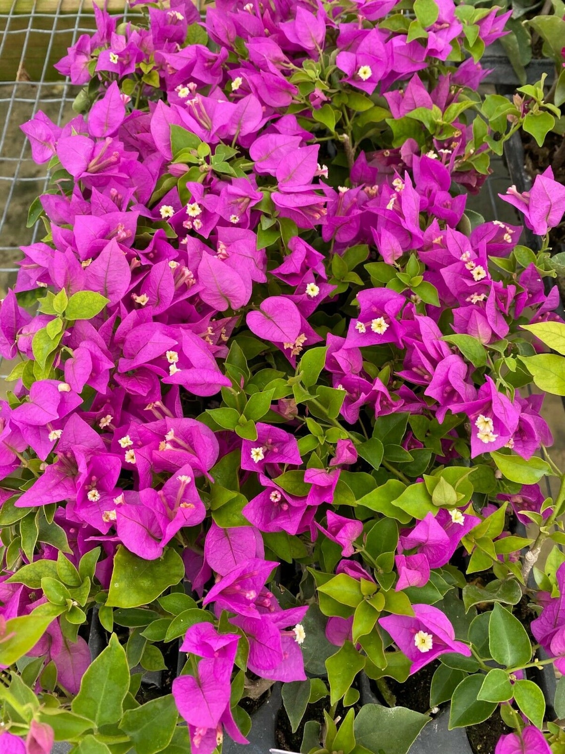 1 Plant Well Rooted ROYALE PURPLE Bougainvillea starter