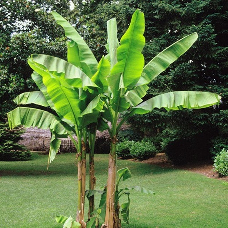 Basjoo Banana Plant Musa Winter Hardy Plant 2.5 POT Etsy