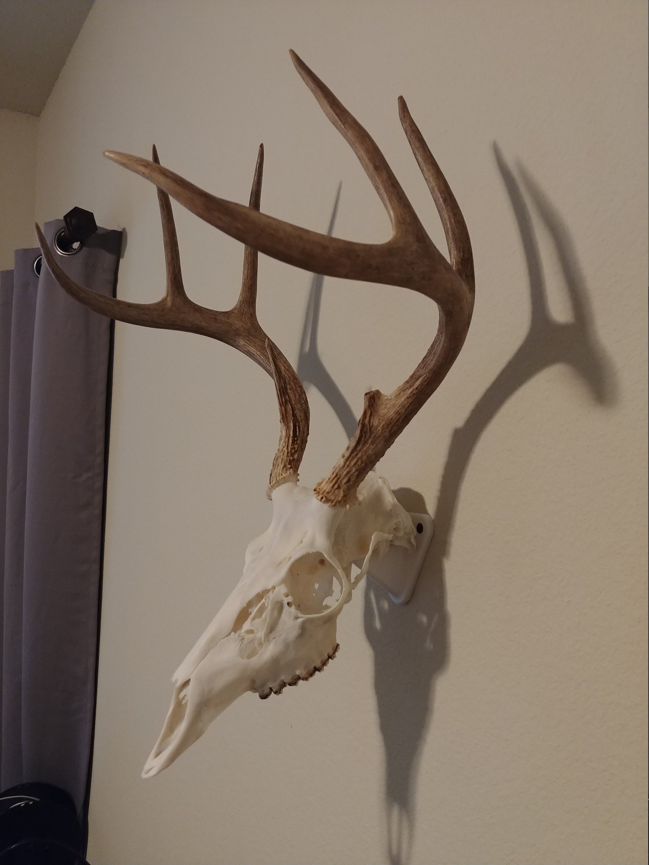 Deer Wall Mount Etsy