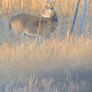 May include: A white-tailed deer buck with antlers stands in a field of tall, dry grass. The deer is facing away from the camera, and its head is turned to the side. The deer is in a natural setting, and the background is blurred.