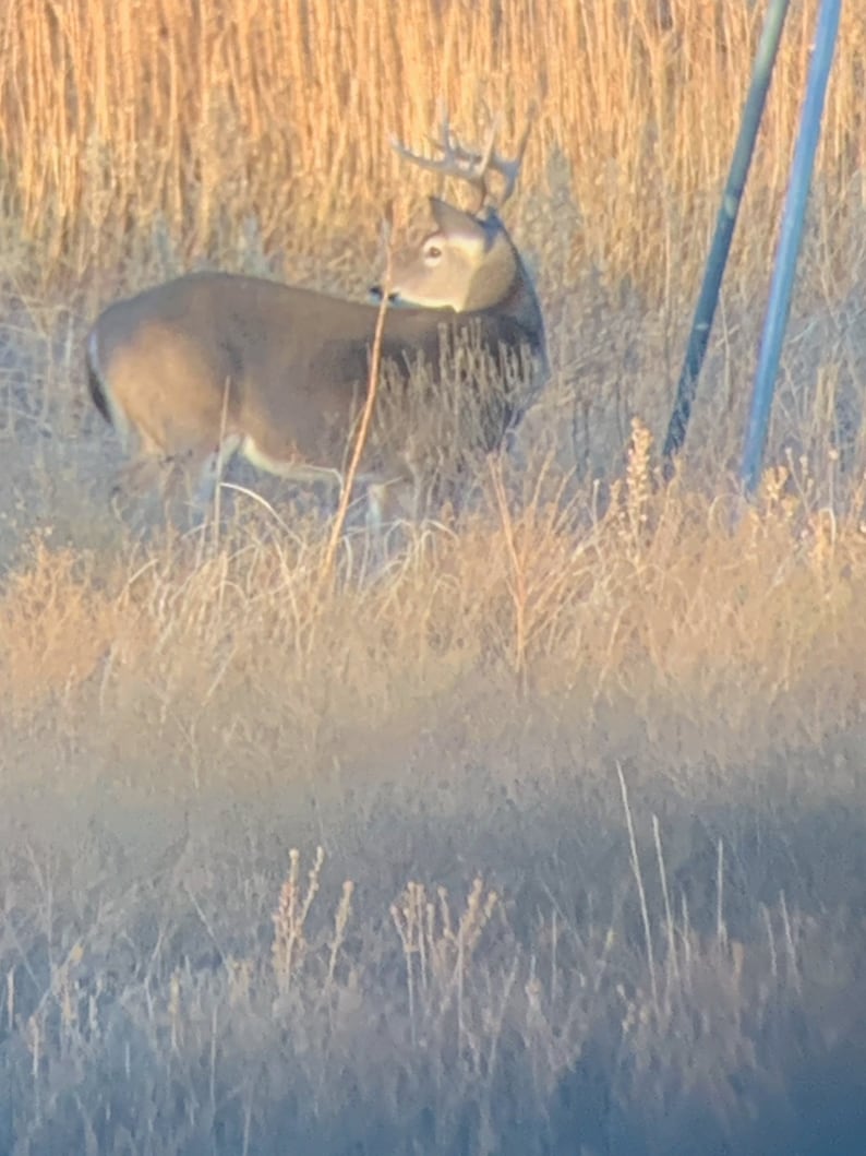 May include: A white-tailed deer buck with antlers stands in a field of tall, dry grass. The deer is facing away from the camera, and its head is turned to the side. The deer is in a natural setting, and the background is blurred.