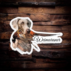 Puede incluir: Un perro Weimaraner con un pelaje gris y blanco está sosteniendo un faisán en su boca. El perro está mirando a la cámara. El texto "Weimaraner" está escrito en cursiva debajo del perro.