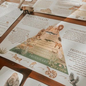 Op de afbeelding: Educatief materiaal op een houten oppervlak. De afbeelding toont een gedetailleerd diagram van een voedselketen, met illustraties van verschillende dieren en de tekst "FOOD CHAIN". Er zijn ook extra kaarten met dierillustraties aanwezig.
