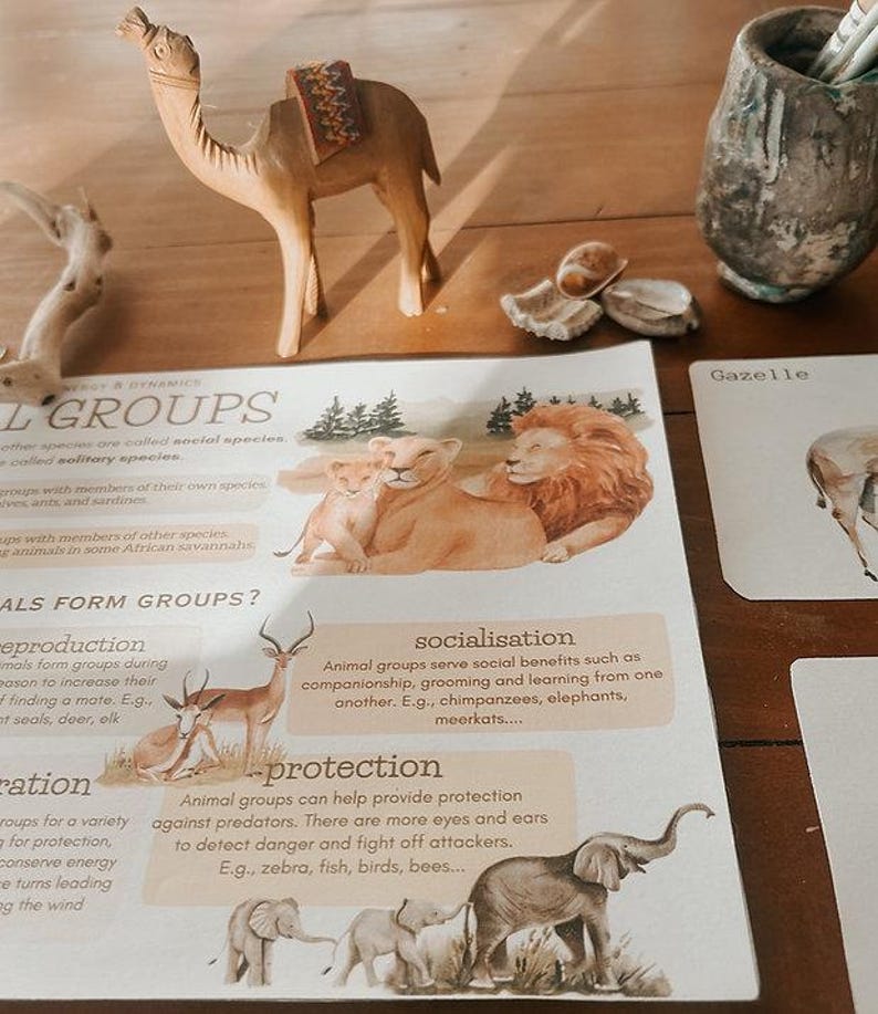 Onderzoekspakket dierclassificatie | Werkbladen, posters en flashcards wetenschap voor thuisonderwijs (afdrukbaar pdf-bestand) afbeelding 6