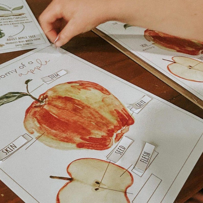 APPLE Mini Study | Fall Homeschool Curriculum | Autumn Learning Unit ...