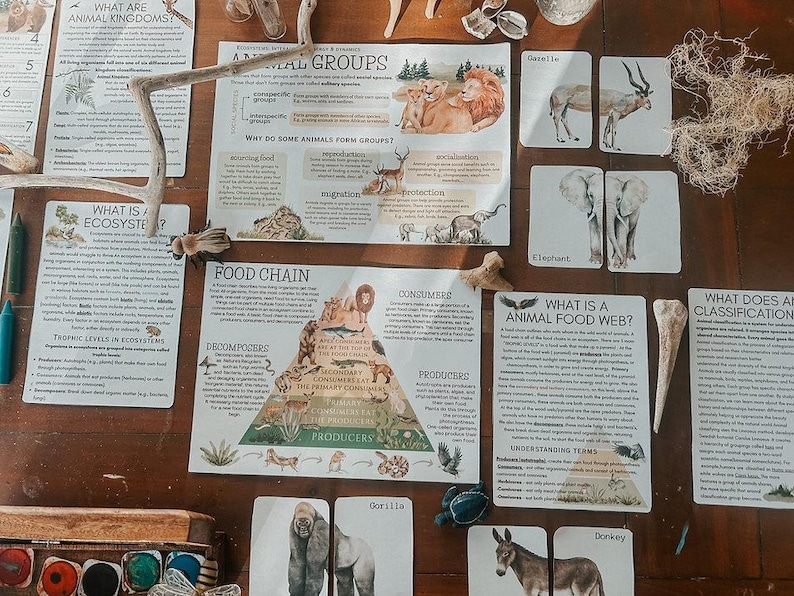 Onderzoekspakket dierclassificatie | Werkbladen, posters en flashcards wetenschap voor thuisonderwijs (afdrukbaar pdf-bestand) afbeelding 5