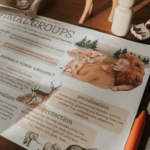 Op de afbeelding: Een educatieve poster over diergroepen, met illustraties van leeuwen, gazellen en olifanten. De poster legt sociaal gedrag, voortplanting en bescherming uit. Een oranje kleurpotlood is zichtbaar in de hoek.