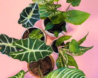 Colocasia Etsy