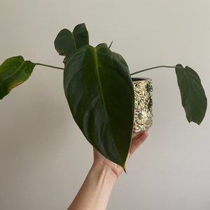 Anthurium Esmeraldense - Etsy Ireland