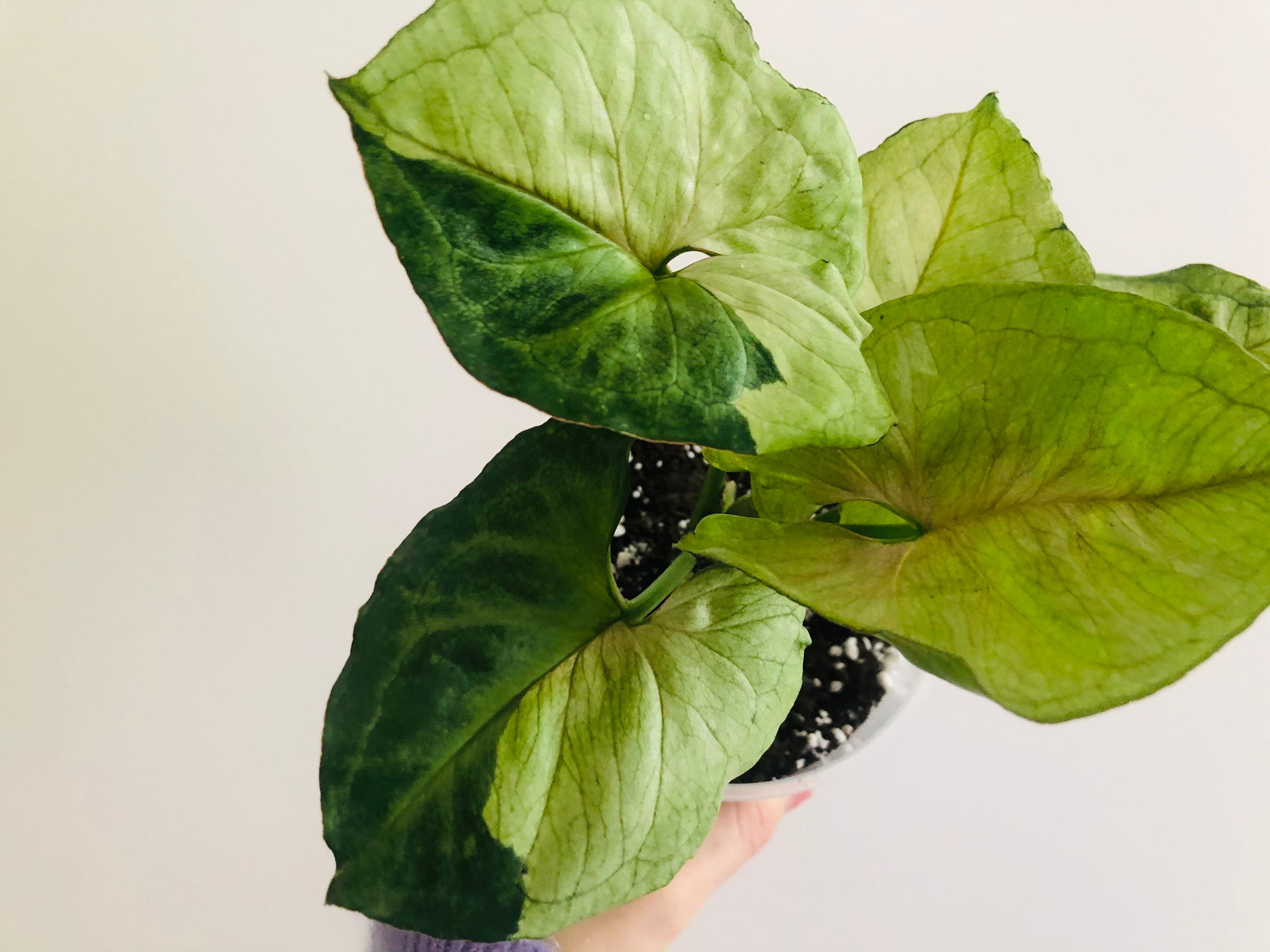 Syngonium T24 Europe rare exotic house plant aroid very Etsy
