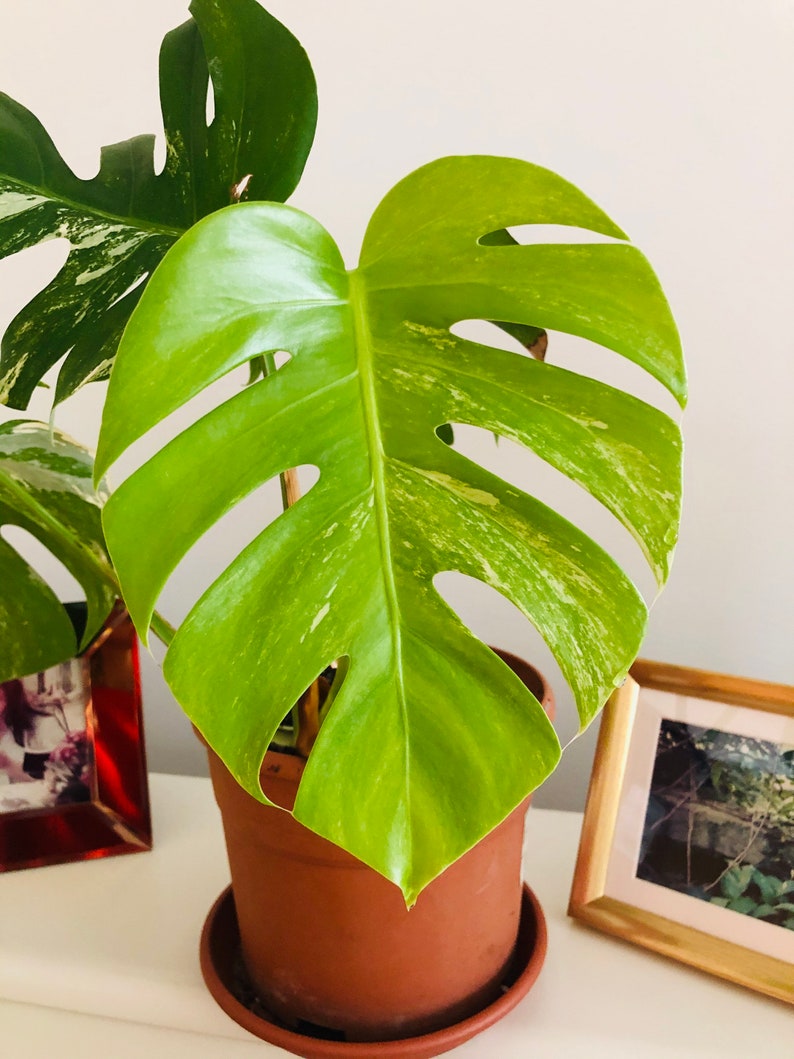 Monstera Deliciosa Variegata Plante rare de maison exotique Etsy