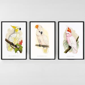 Set di 3 stampe artistiche di cacatua, pappagalli in stile vintage, poster, regalo per gli amanti degli animali, stampa artistica giclée, decorazione murale, immagini, arte murale con uccelli
