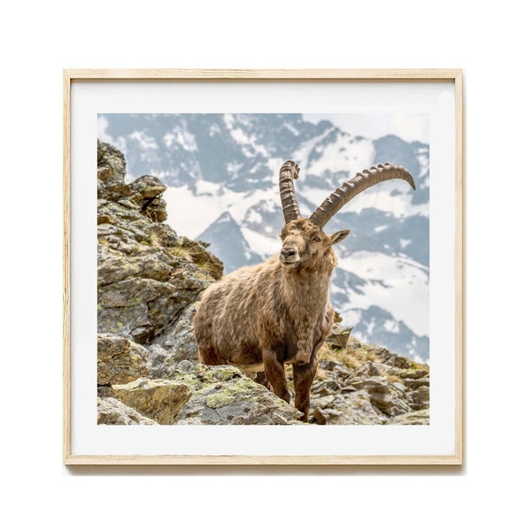 Impression photo bouquetin des Alpes, carré d’image Engadin, photographie bouquetin Suisse image murale, impression sur toile, image sur toile