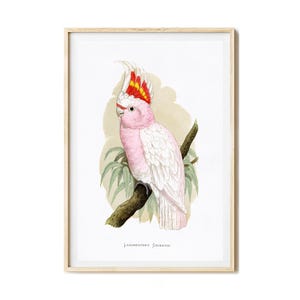 Stampa artistica di cacatua, pappagallo in stile vintage, poster di cacatua a inchiostro, regalo per gli amanti degli animali, stampa giclée, decorazione murale, immagini, murale di uccelli retrò