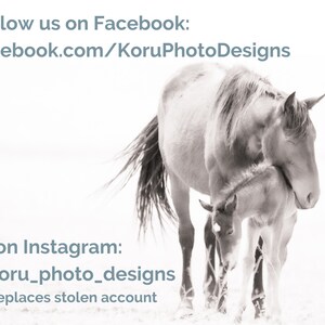 Pu&ograve; includere: Una fotografia in bianco e nero di un cavallo e un puledro in piedi in un campo. Il cavallo sta annusando il puledro. Il testo "Seguici su Facebook: facebook.com/KoruPhotoDesigns o su Instagram: @koru_photo_designs sostituisce l'account rubato" &egrave; nella parte superiore dell'immagine.