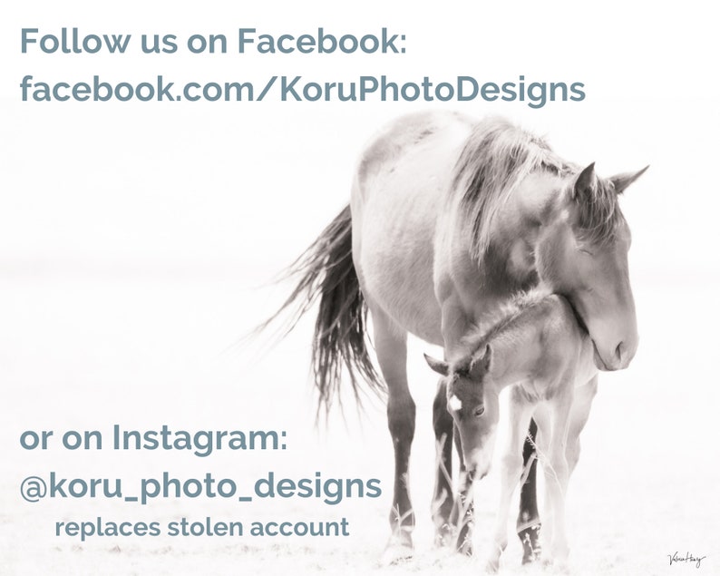 Pu&ograve; includere: Una fotografia in bianco e nero di un cavallo e un puledro in piedi in un campo. Il cavallo sta annusando il puledro. Il testo "Seguici su Facebook: facebook.com/KoruPhotoDesigns o su Instagram: @koru_photo_designs sostituisce l'account rubato" &egrave; nella parte superiore dell'immagine.
