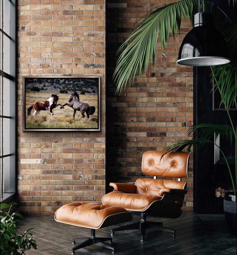 Wild Mustang Stallions Photo Print: Equine Wall Art image 2