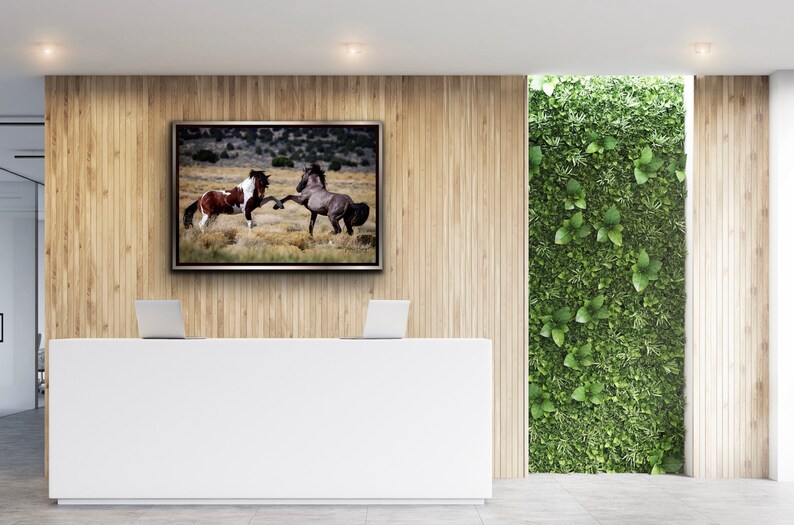 Wild Mustang Stallions Photo Print: Equine Wall Art image 3