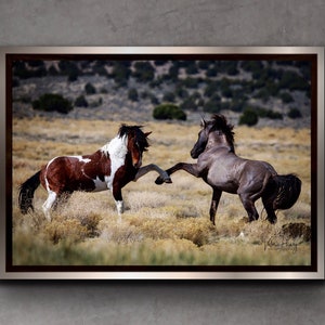 Wild Mustang Stallions Photo Print: Equine Wall Art image 1